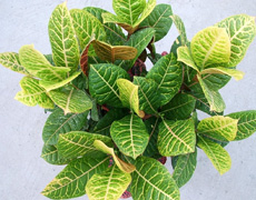 花卉病害分类及防治措施