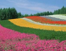 花期调控方法