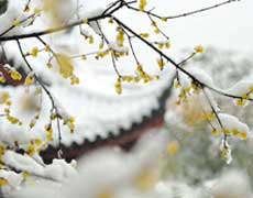 花卉冬季怎样过冬？预防低温伤害花卉的五个方面