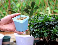 花卉上盆、换盆、松土的步骤和方法