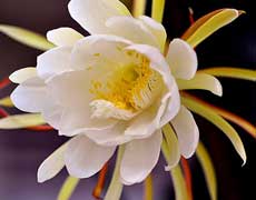 家庭如何养昙花 昙花种植手册