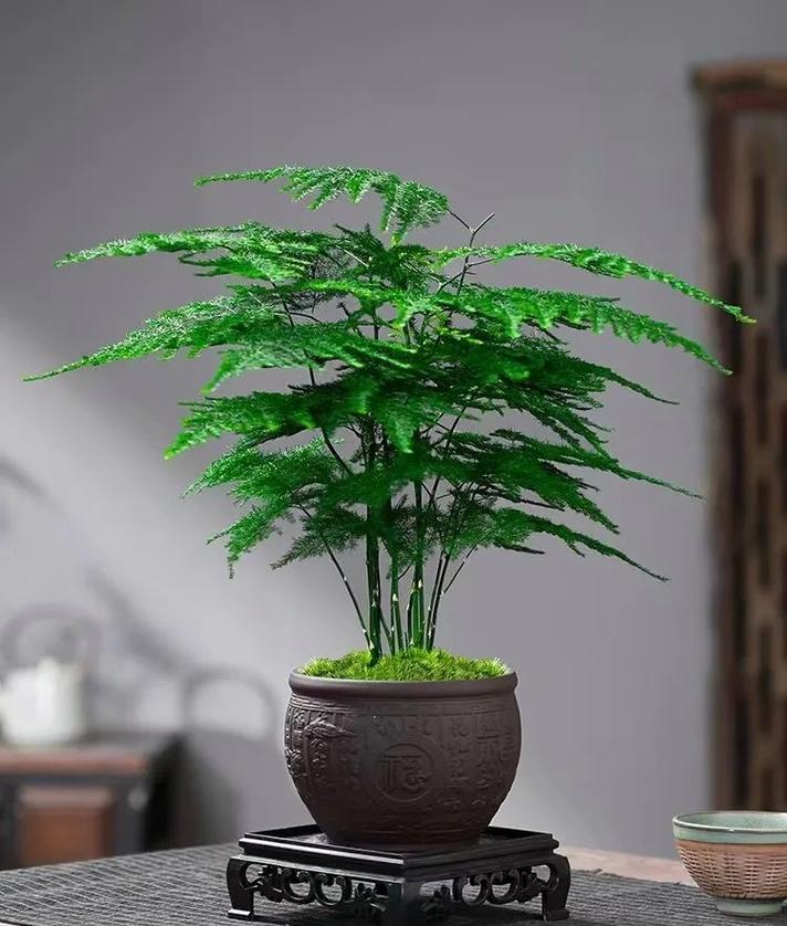 文竹怎么养