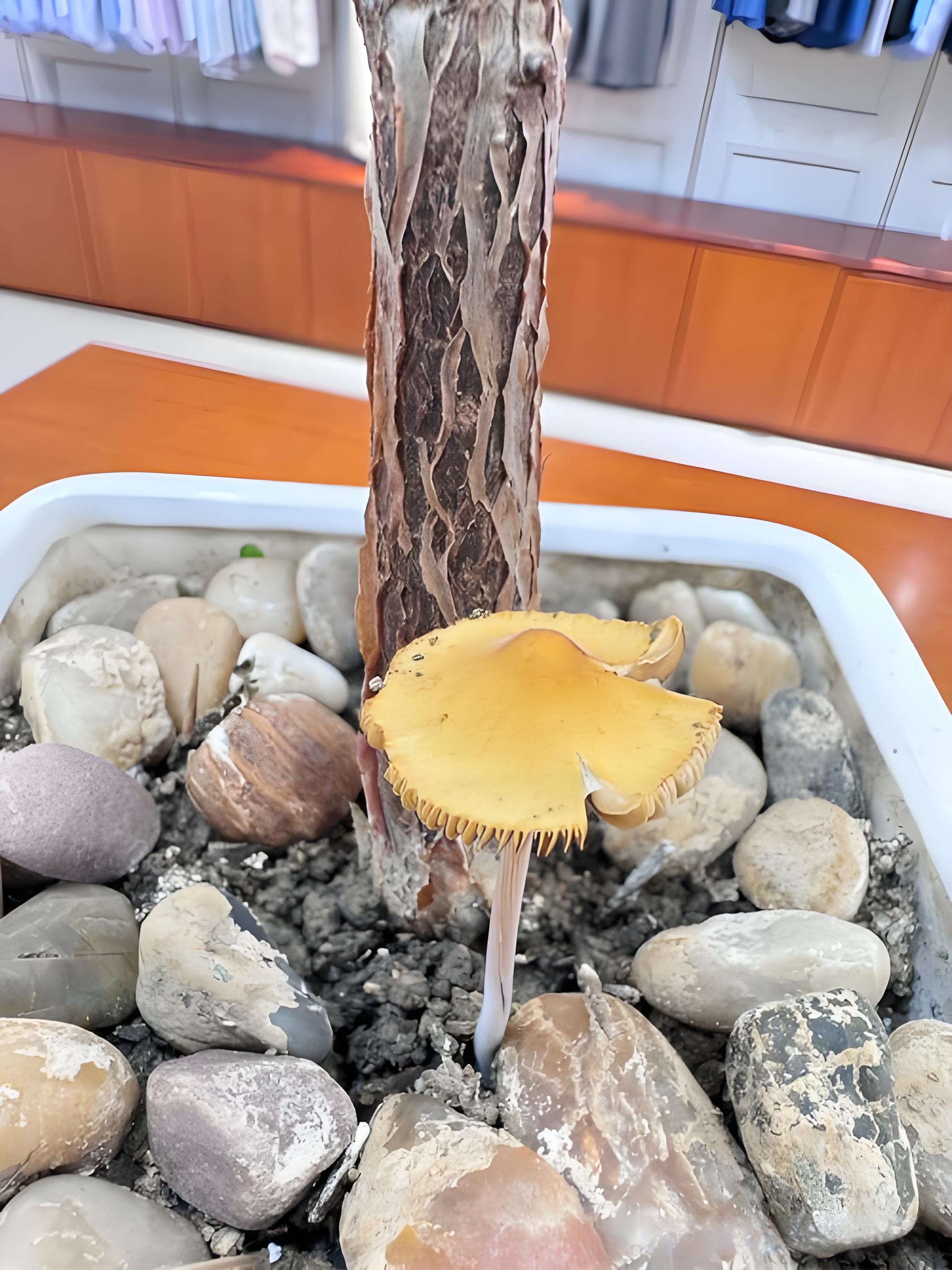 花盆里长出了蘑菇预示着什么