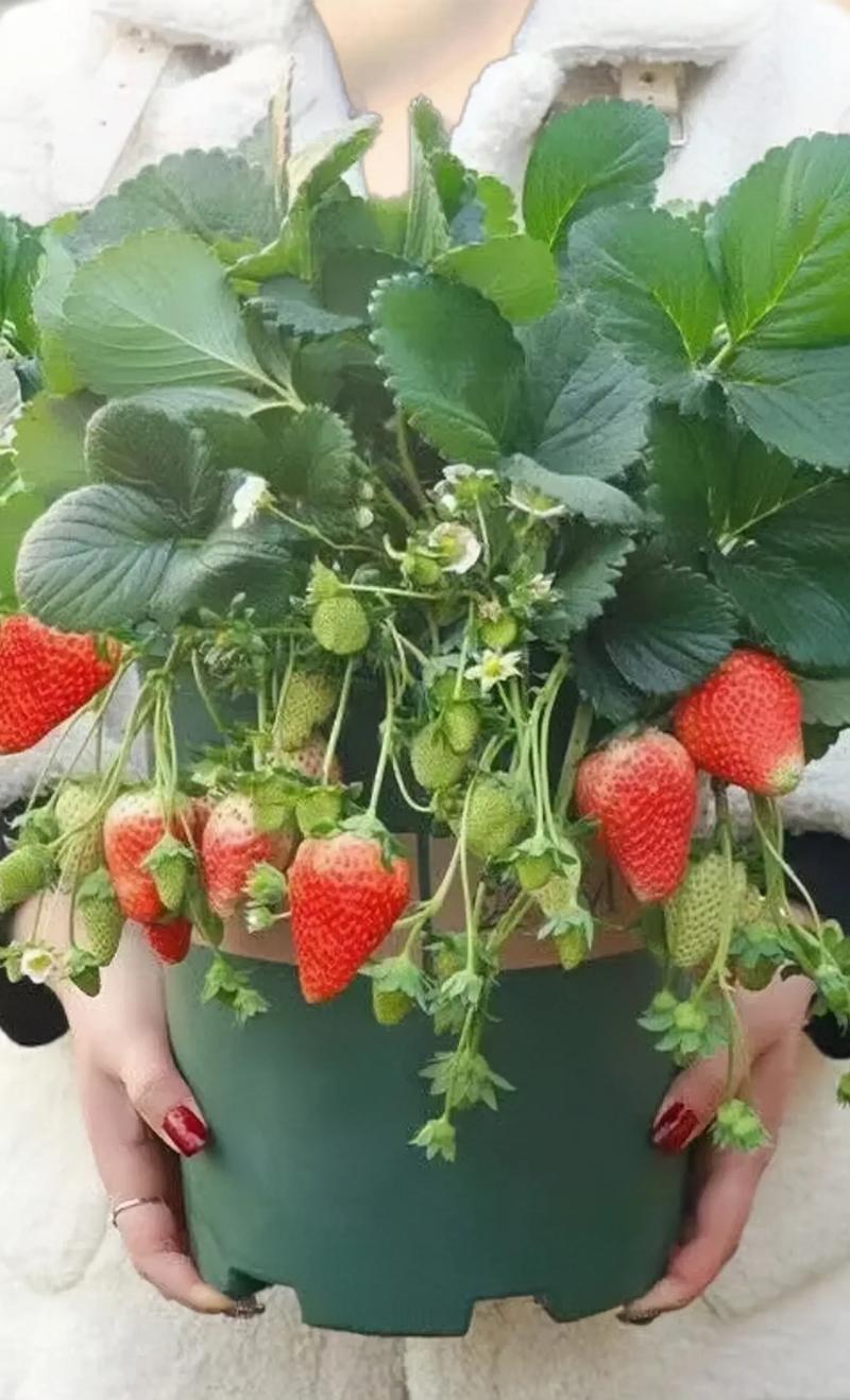 四季草莓的种植方法和技术