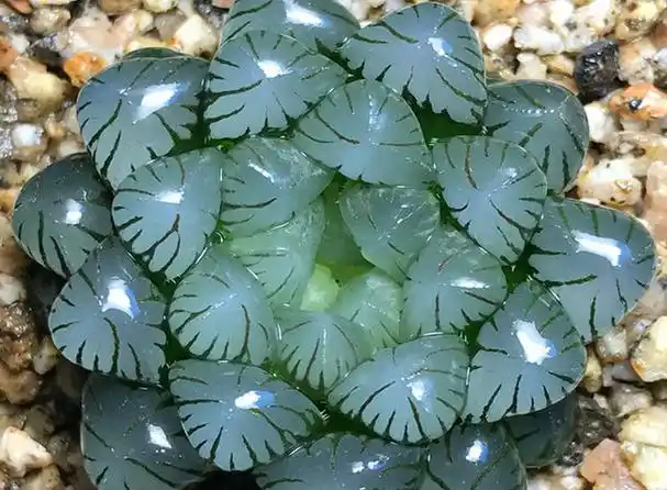 玉露叶子干瘪的原因