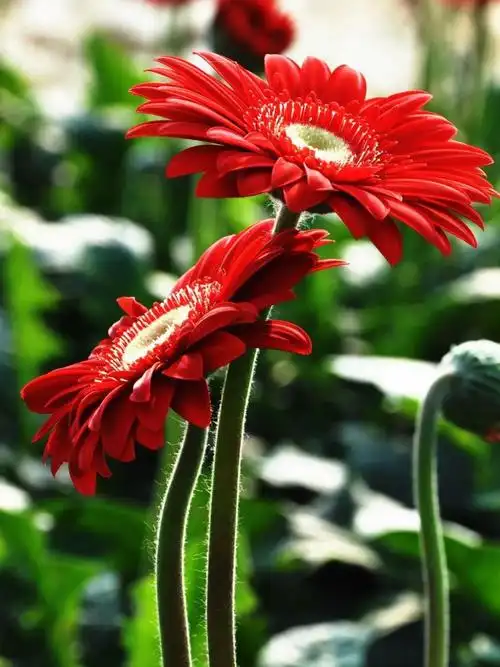 非洲菊（扶朗花）病害防治