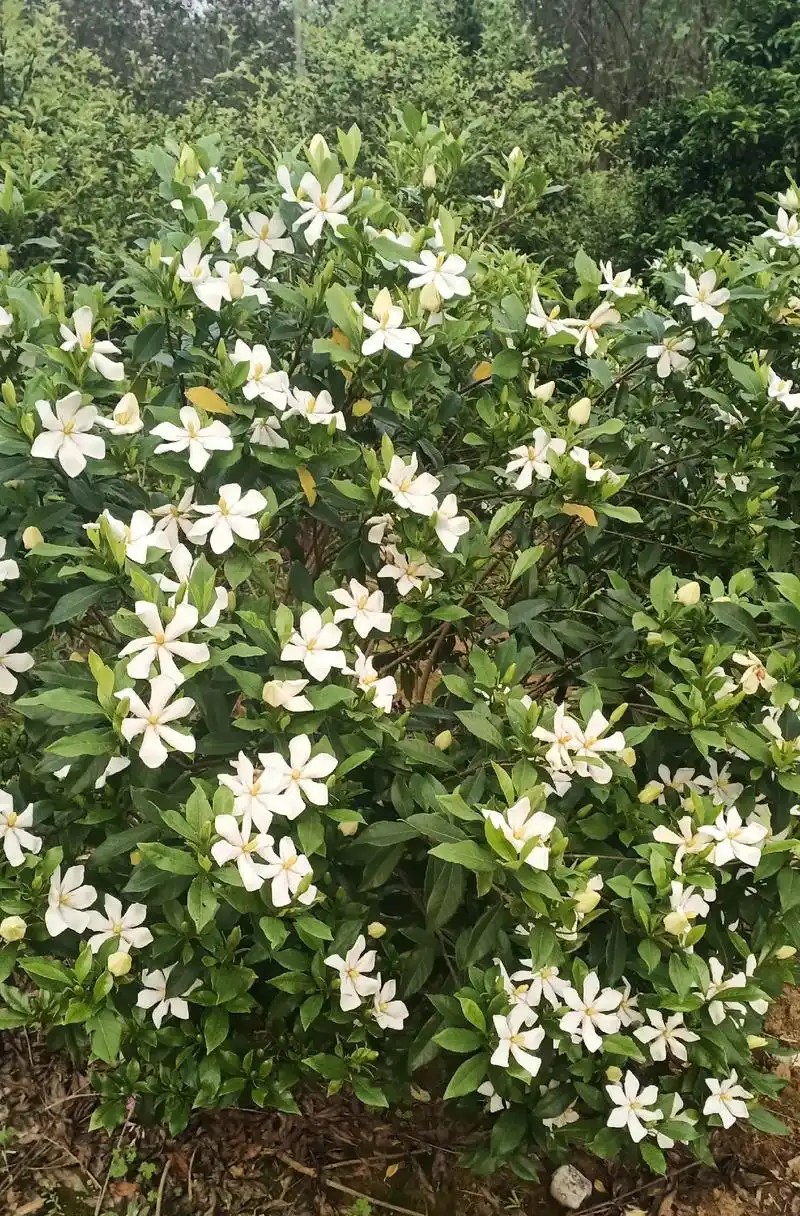 栀子花叶子发黑是什么原因