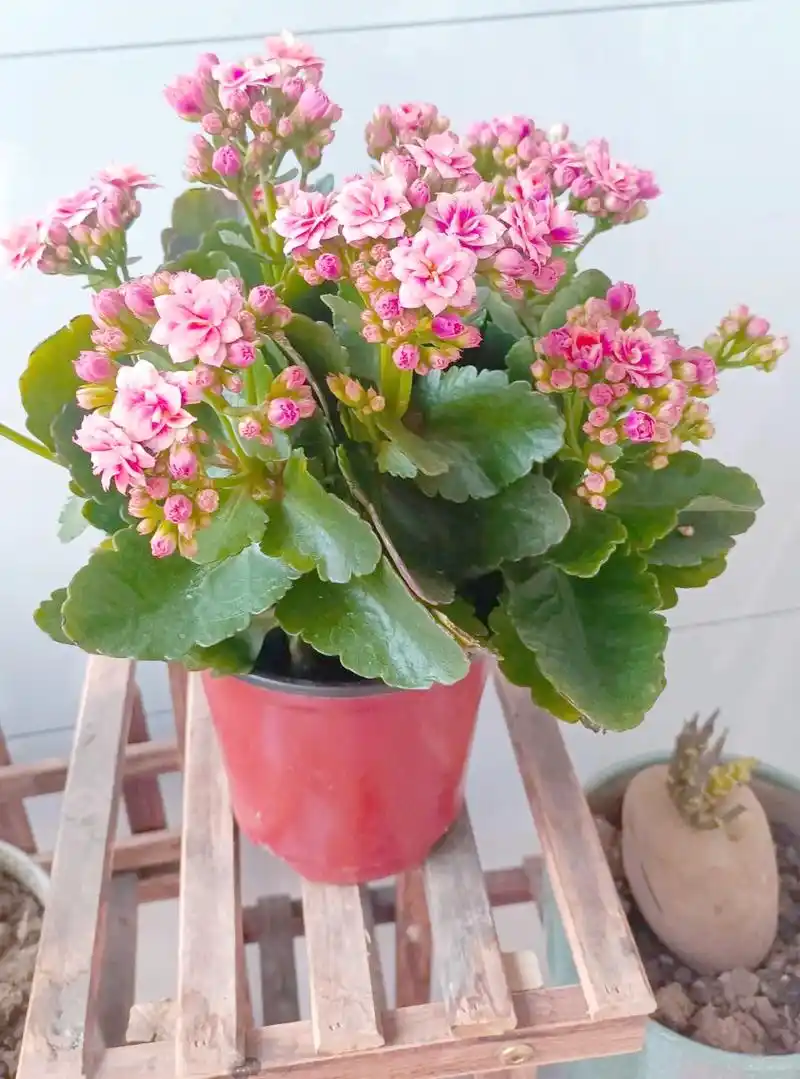 长寿花叶子变软原因