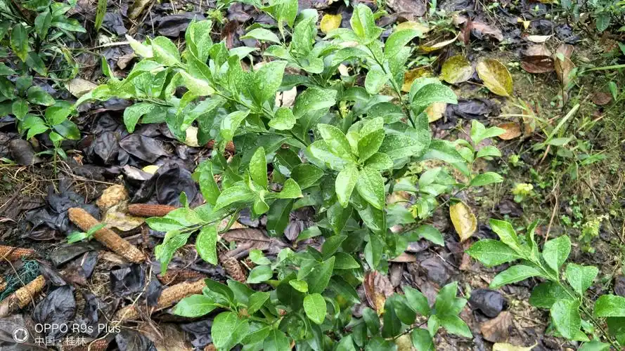 花卉线虫病如何防治?