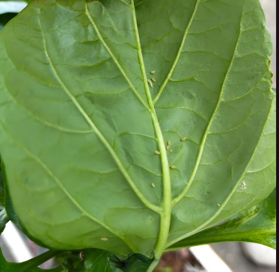 蔬菜蚜虫无公害防治的七种方法