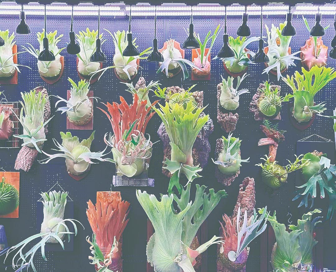 天猫“618”数据出炉 ：热植行情火爆
