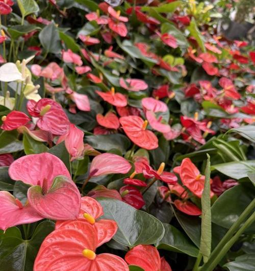 红掌花的花期及生长习性